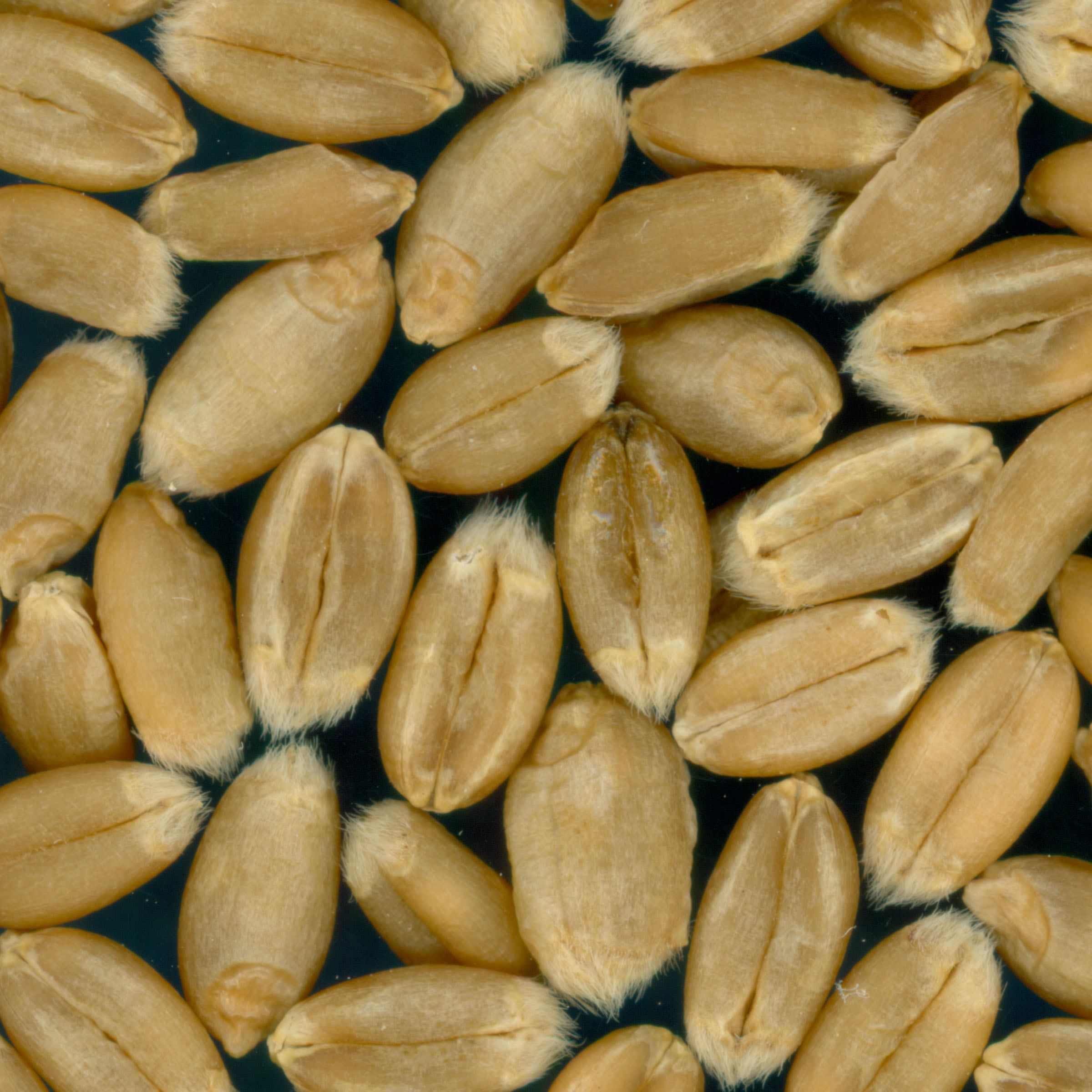 KERNELS